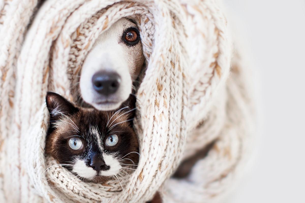 How to Keep Pets Warm in the Winter Simple Tips to 11922 07f3ecc95a 1643258104