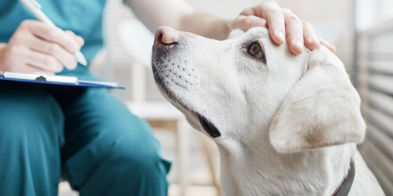 dog health