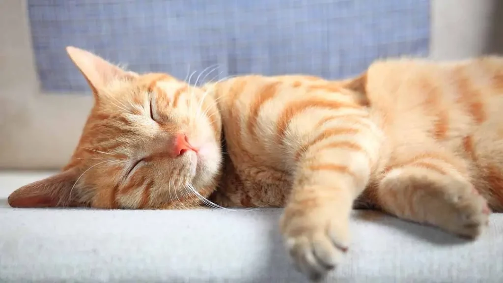 12 Fascinating Cat Sleeping Positions and Their Meanings 14 cat sleeping positions side