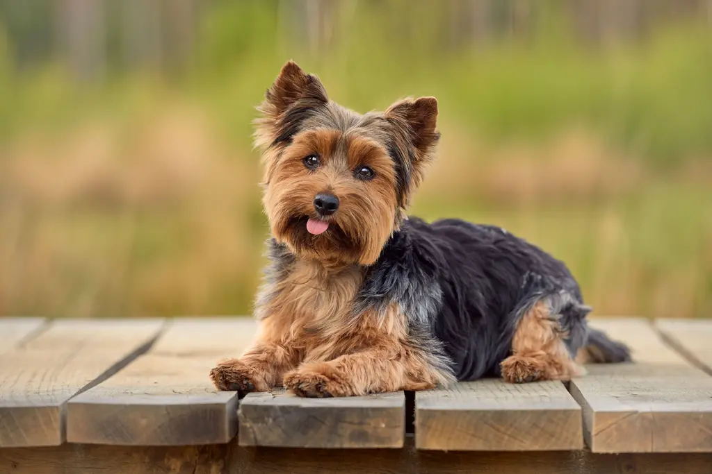 Small Dog Breeds
