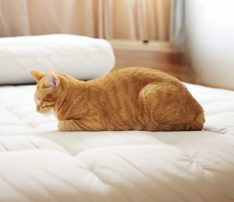 12 Fascinating Cat Sleeping Positions and Their Meanings 15 Cat sleeping like a loaf of bread 1
