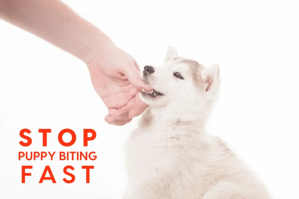 How to Train a Puppy Not to Bite You: Real-Life Tips for Gentle, Happy Pups 8 How to Train a Puppy Not to Bite You