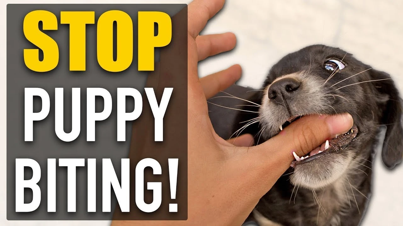 How to Train a Puppy Not to Bite You