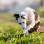 How to stop dog from licking paws home remedy