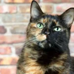 Torbie cat color