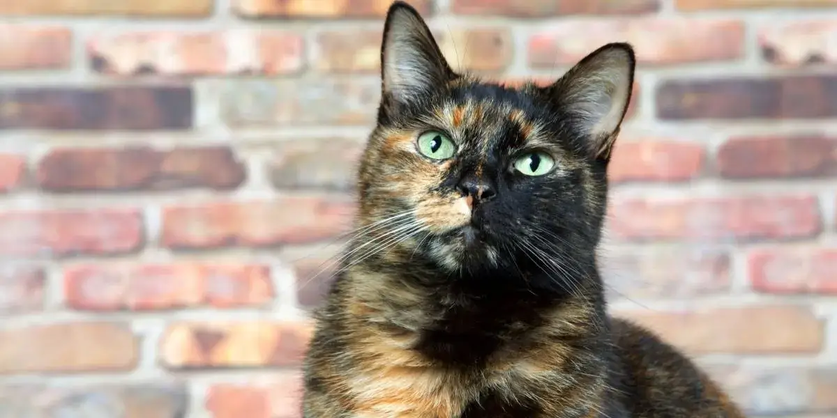 Tortoiseshell-cats-with-the-tabby-pattern-as-one-of-their-colors-are-sometimes-referred-to-as-a-torbie-compressed Tortoiseshell cats with the tabby pattern as one of their colors are sometimes referred to as a torbie compressed