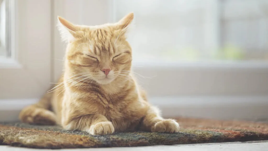 12 Fascinating Cat Sleeping Positions and Their Meanings 21 Cat Sleeping Positions