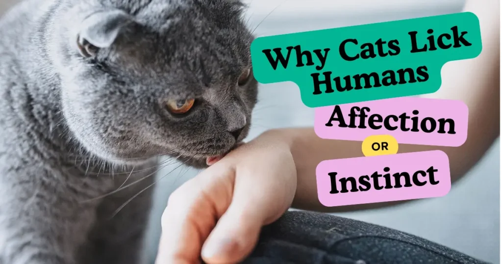 Why Cats Lick Humans Affection or Instinct