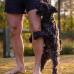 Why Do Female Dogs Hump