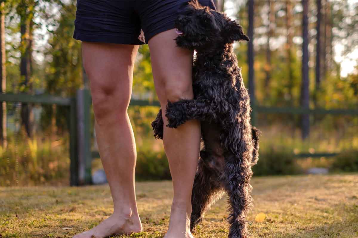 Why Do Female Dogs Hump