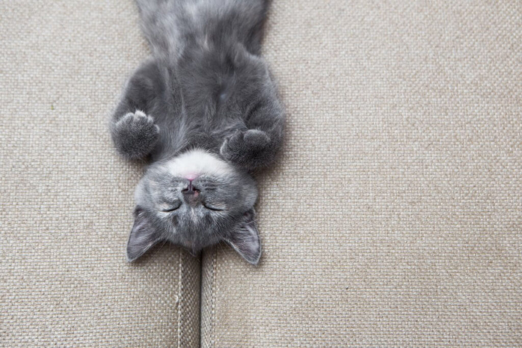 12 Fascinating Cat Sleeping Positions and Their Meanings 13 cat sleeping positions