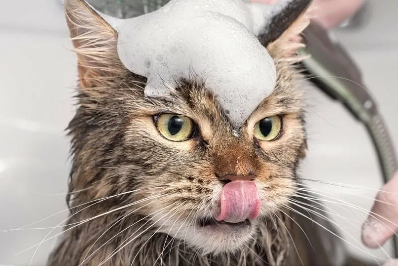 Can You Use Dog Flea Shampoo on Cats? What Pet Owners Need to Know 2 can-you-use-dog-flea-shampoo-on-cats