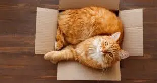 12 Fascinating Cat Sleeping Positions and Their Meanings 23 Cat Sleeping Positions