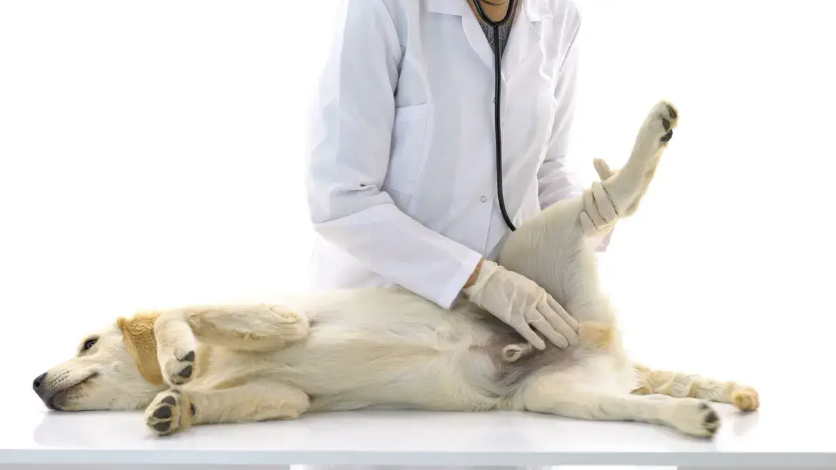 paraphimosis-in-dogs-vet paraphimosis-in-dogs