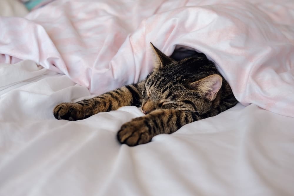12 Fascinating Cat Sleeping Positions and Their Meanings 16 shutterstock 2095187620 1