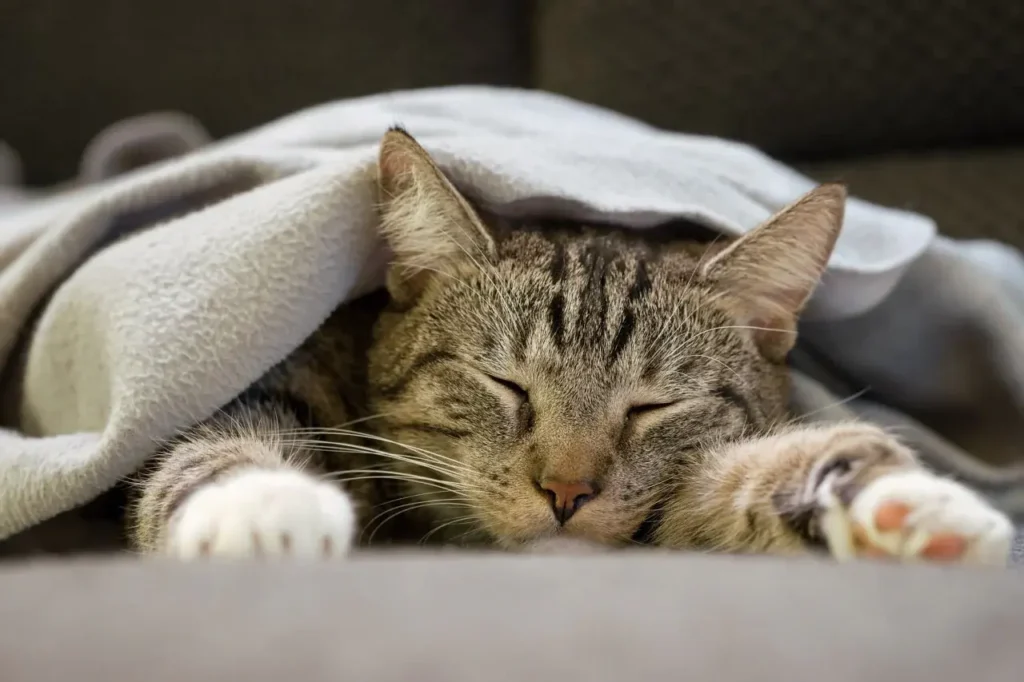 12 Fascinating Cat Sleeping Positions and Their Meanings 20 Cat Sleeping Positions