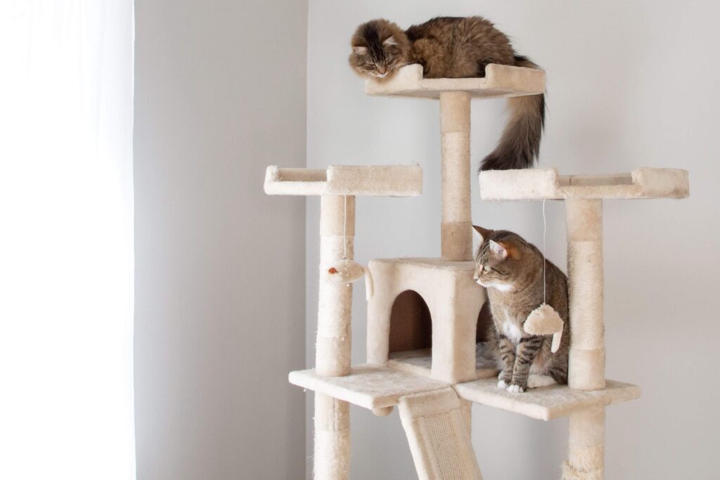 12 Fascinating Cat Sleeping Positions and Their Meanings 17 why cats like high places 4773676 01 7247e87687f94604a742d0ab8d6da514