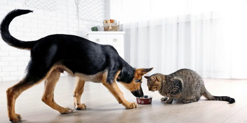 can dogs eat cat food