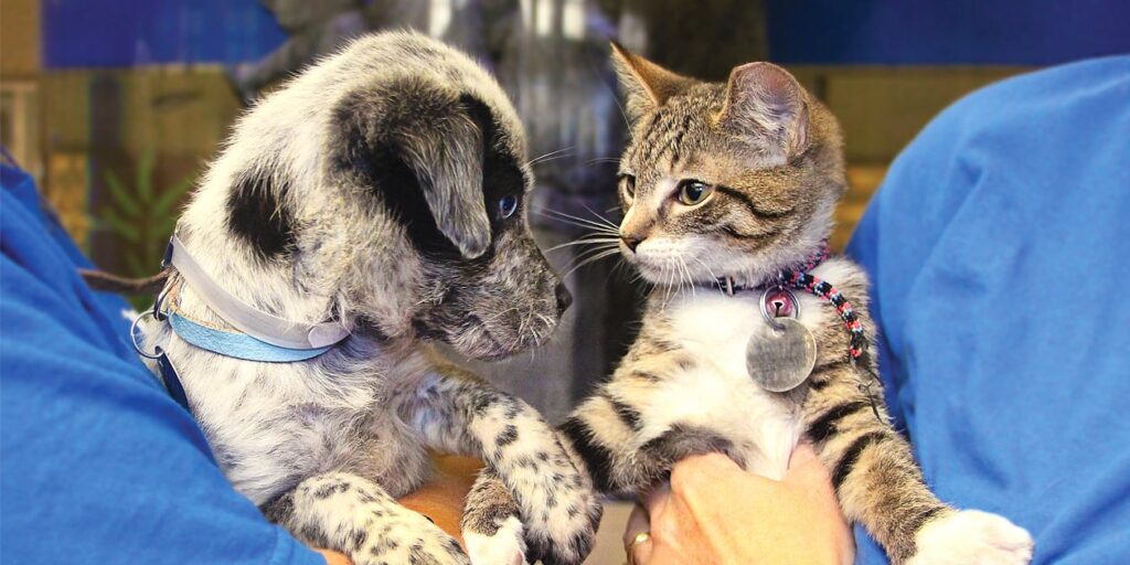 Furry-Side Chats, Winter 2025 | Animal League