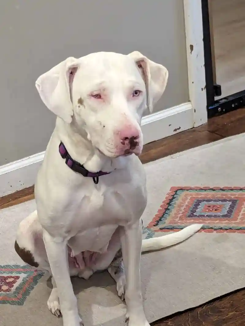 1763886406 935 Pennys Quirks Oh My Dog