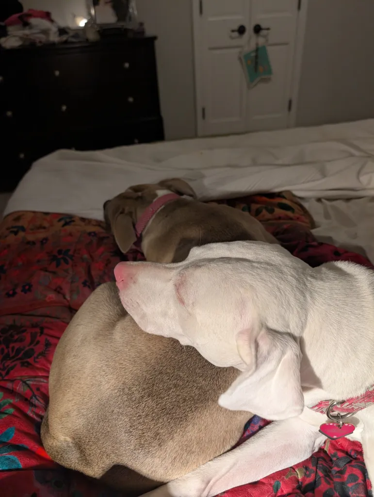 1763886407 659 Pennys Quirks Oh My Dog