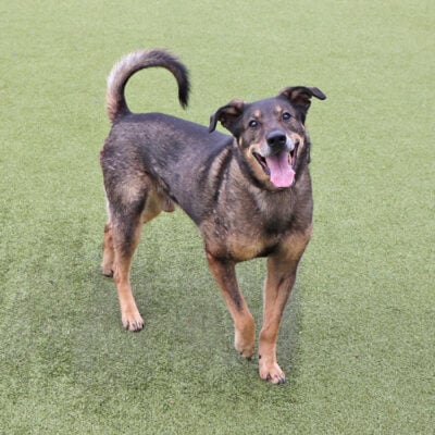 beth-blog-nov2025-rascal-vl1288 Rascal, VL1288