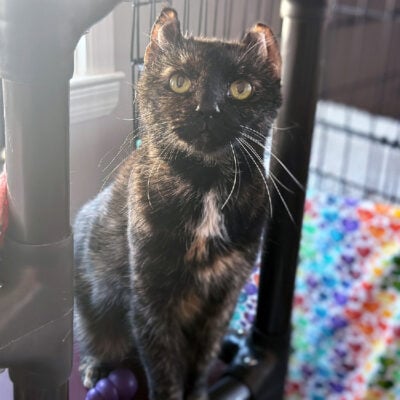 beth-blog-nov2025-pebbles-spc235 Pebbles, SPC235