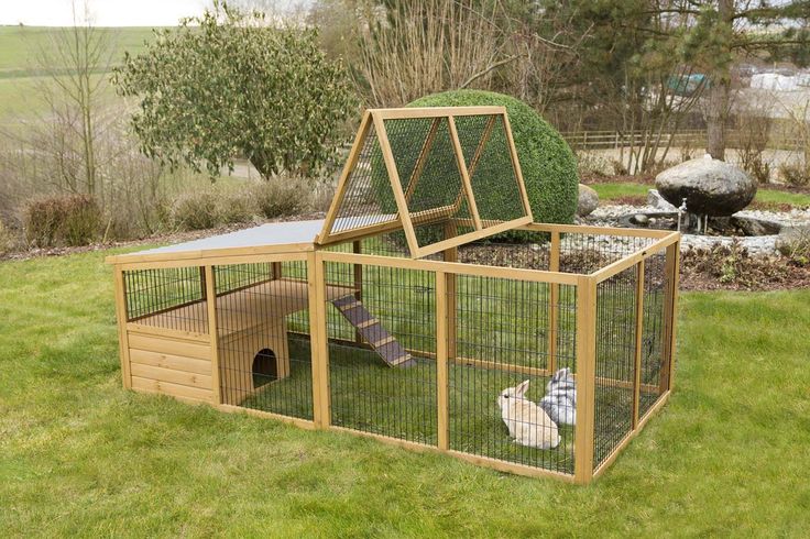 Cat in an outdoor catio