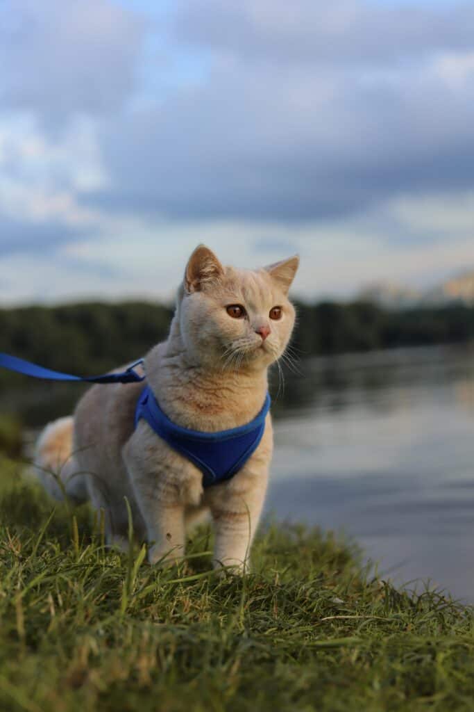 A cat wearing a harness and leash, looking curious and alert outdoors.