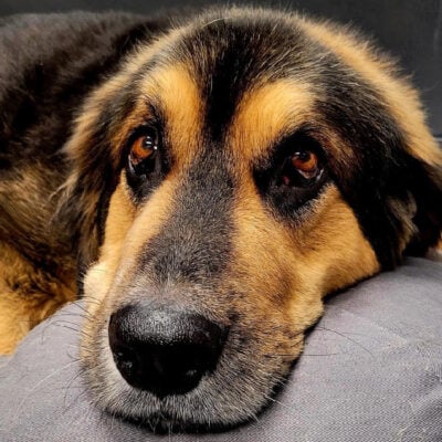 beth-blog-nov2025-rocky Rocky, VL31557