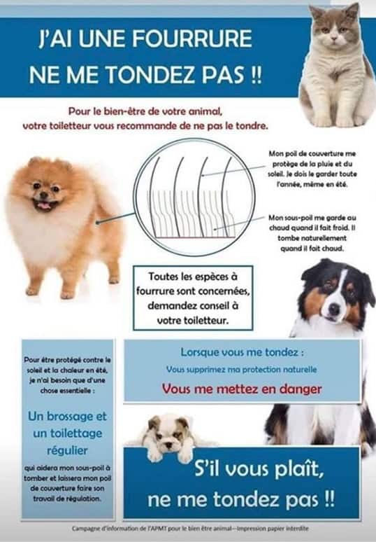 Fluffy dog with long fur, illustrating the protective qualities of their coat