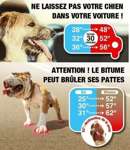 Dog panting in a hot car, illustrating the danger of heatstroke