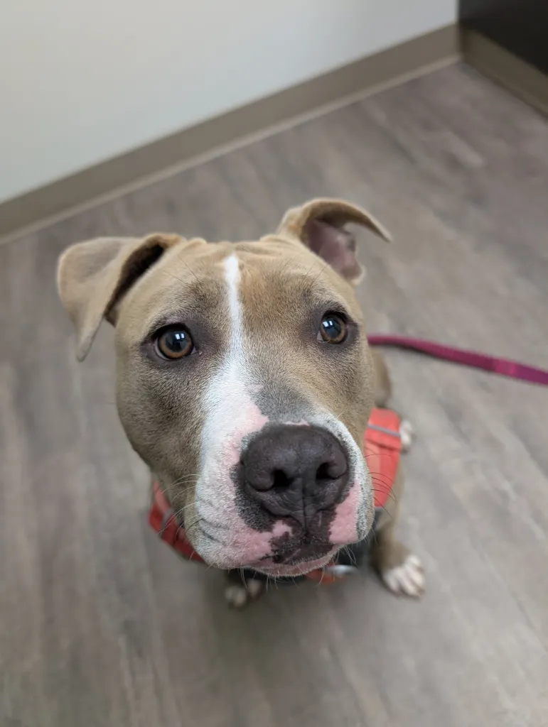 Dog resting after injury diagnosis