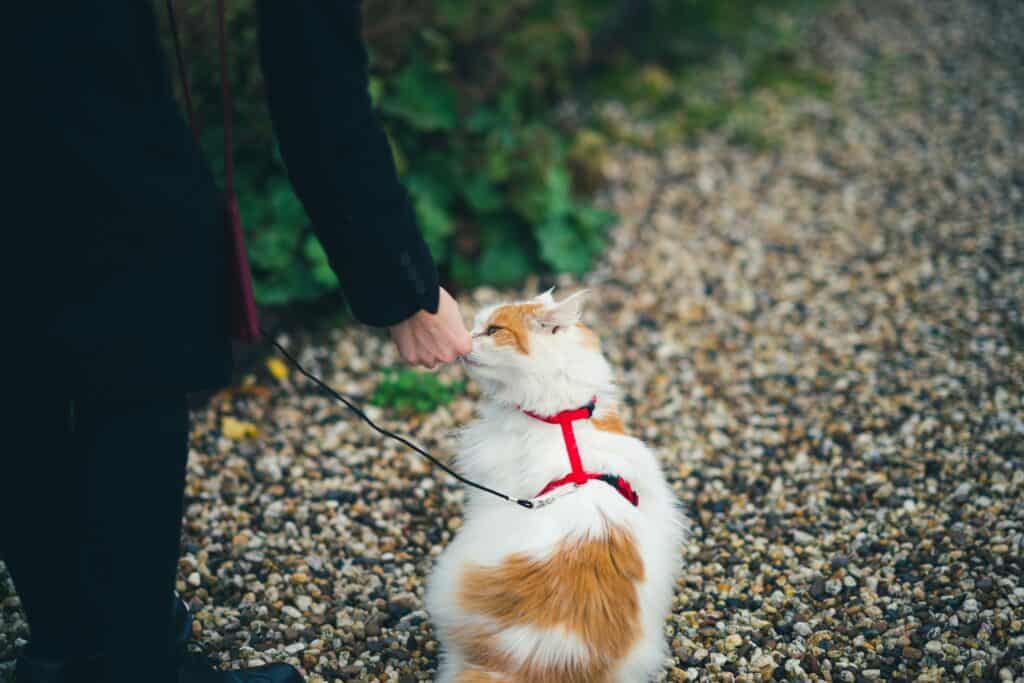 A cat wearing a harness and leash, ready for outdoor exploration.