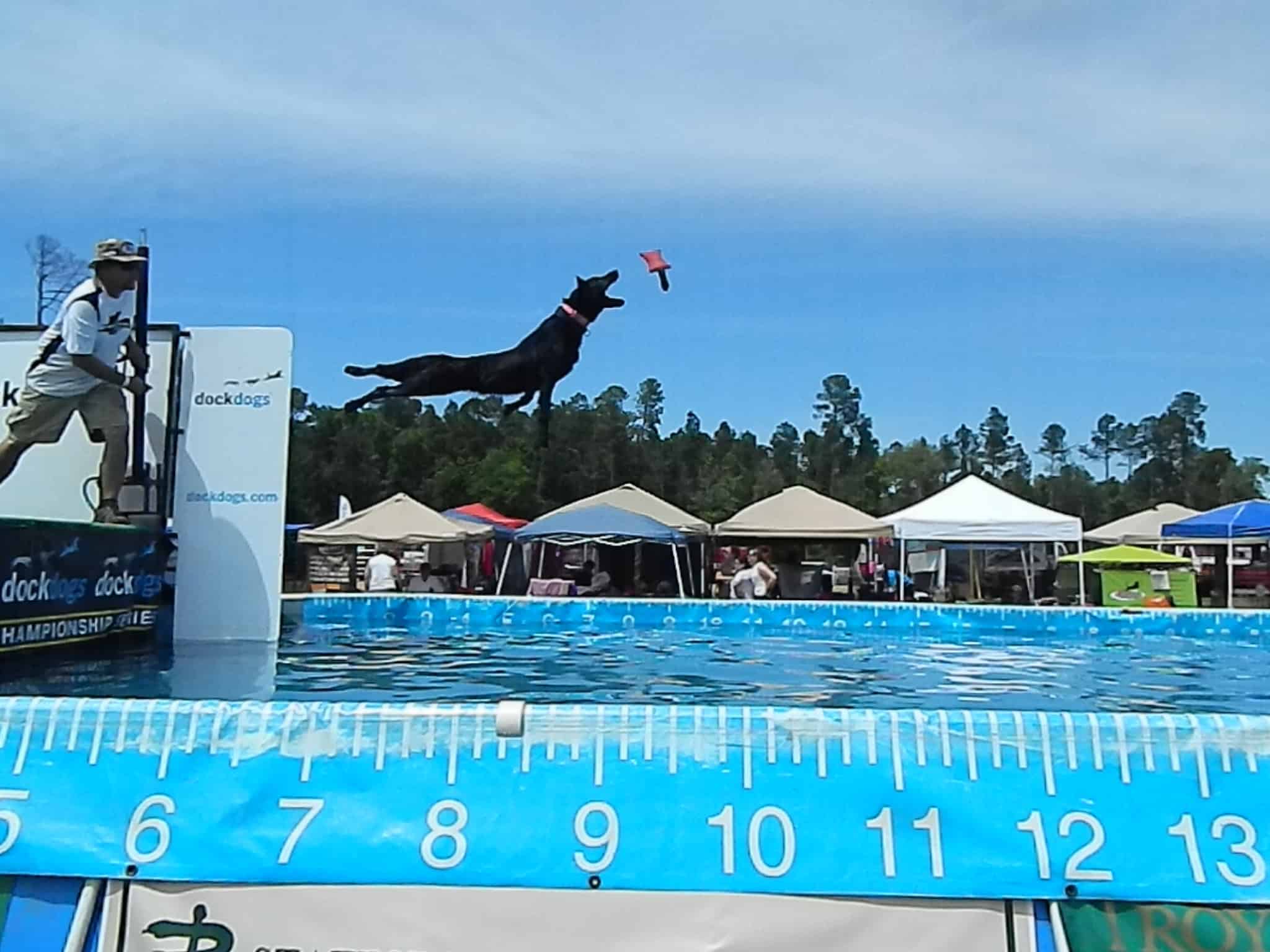 Dog dock diving into water