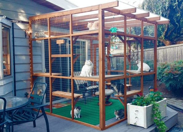 Cat in a spacious catio