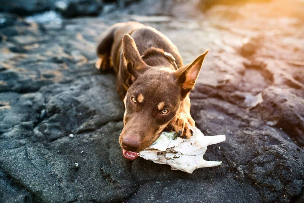 Why does my dog eat things he shouldn’t? 22 blake wisz NG21C Ihl Q unsplash scaled
