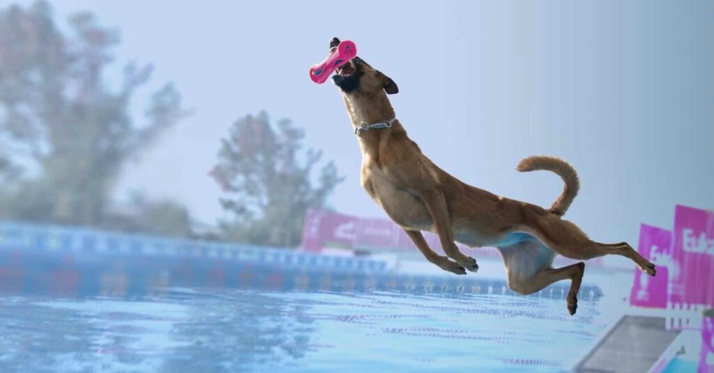 Unique sports and enrichment for your animals 16 eukanuba hub activities images diving hero scaled