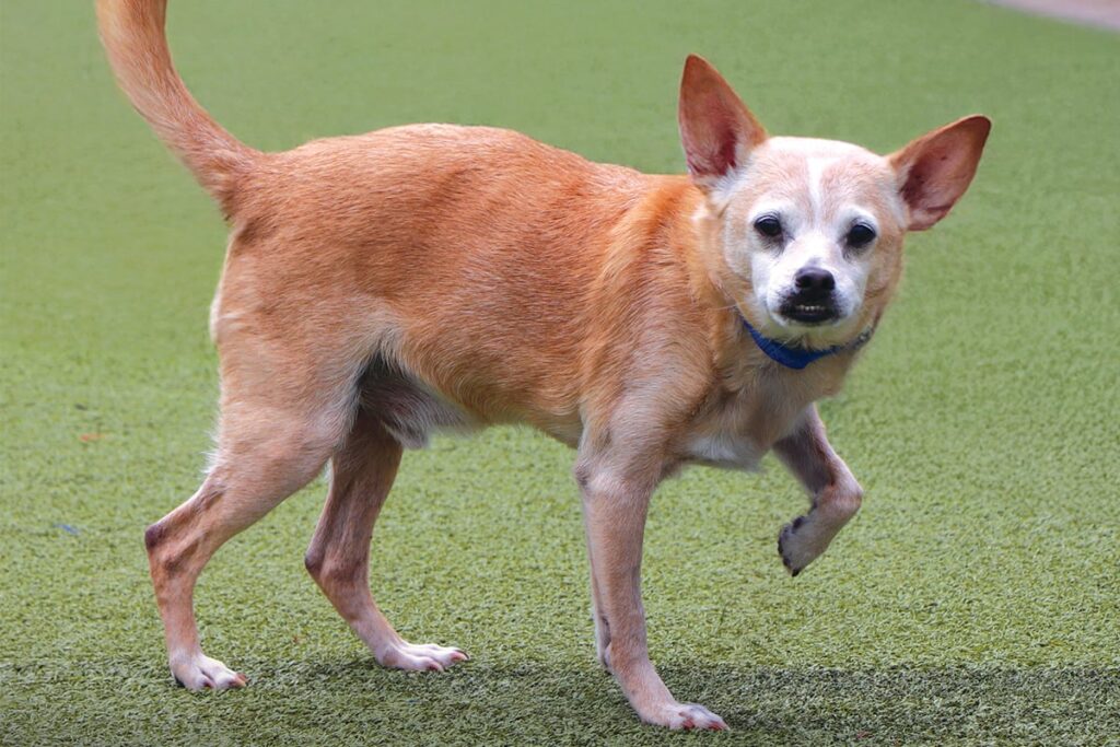 Poems with Purpose: Mutt-i-grees Ambassadors Spark Change Through Verse