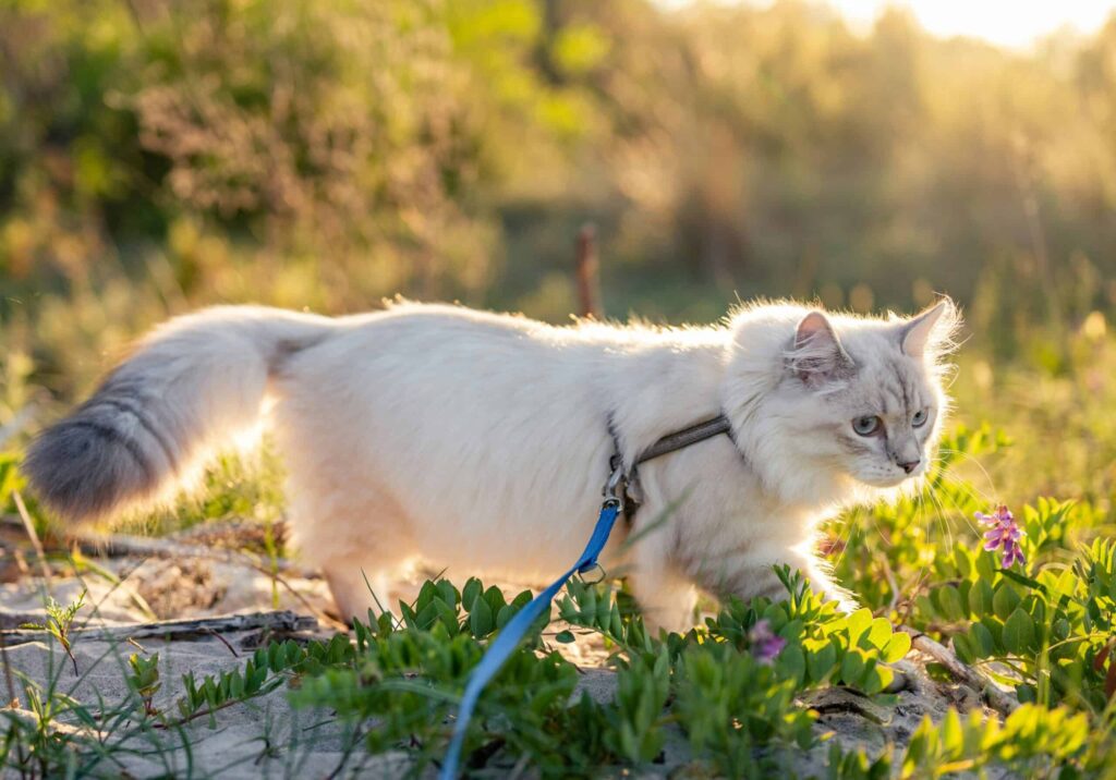 Teaching a cat to walk on a leash: mission possible? 11 piotr musiol PeS2Avev3wY unsplash scaled